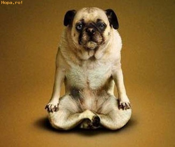Haideti la yoga!Uitati eu pot! - Animale haioase partea 1