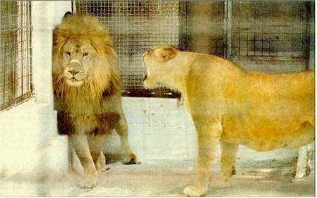 Hei,nu va mai certati atata! - Animale haioase partea 1