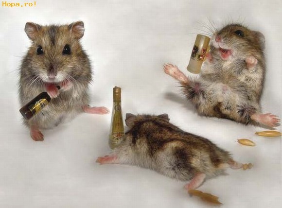 Ma,ne-am inbatat!Ce o zice nevastamea? - Animale haioase partea 1