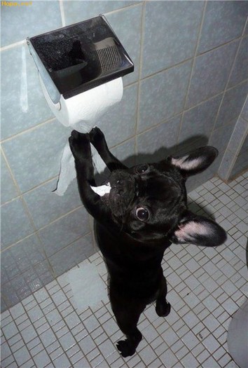 Lasa-ma la baie in pace si liniste! - Animale haioase partea 1