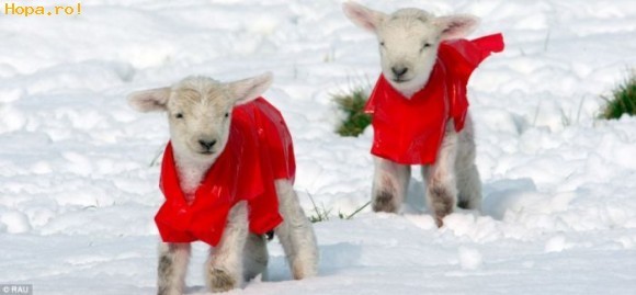 Hai sa plecam din zapada,frate!Ca tresa ne taie de Craciun! - Animale haioase partea 1