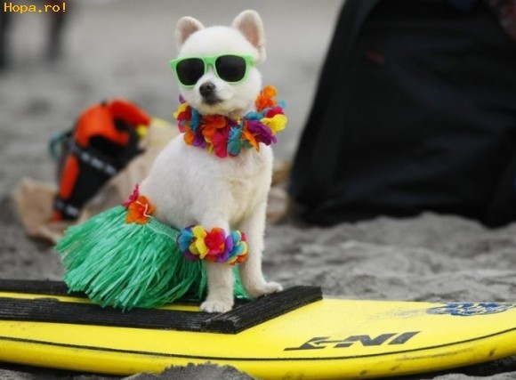 Haideti la hula! - Animale haioase partea 1