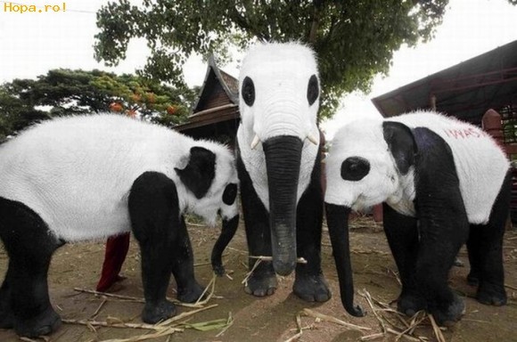 Va place de noi trei? - Animale haioase partea 1