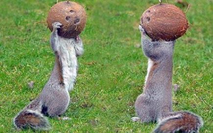 Ba,ce am patit? - Animale haioase partea 1