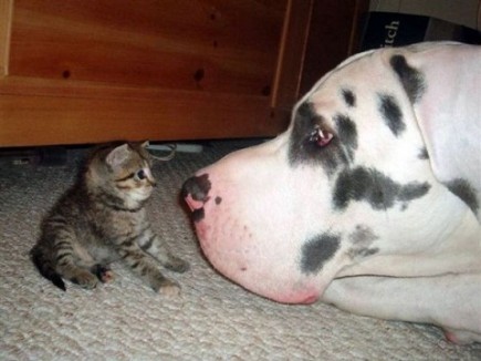 Tu esti mama? - Animale haioase partea 1