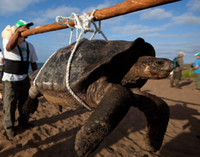 Cea mai mare broasca testoasa di lume - Animale haioase partea 1