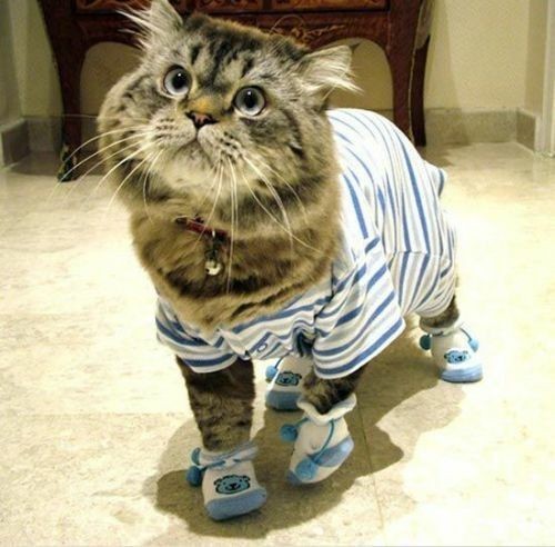 Ia uite ce frumoasa sunt! - Animale haioase partea 1