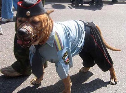 Cei care sunt rai ii,voi musca! - Animale haioase partea 1