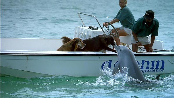 Te iubesc cutu!Si eu te iubesc delfinule! - Animale haioase partea 1