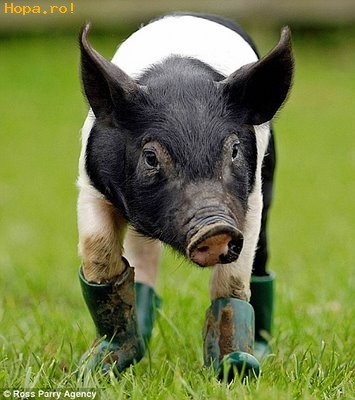 Haideti la ferma!Acum! - Animale haioase partea 1