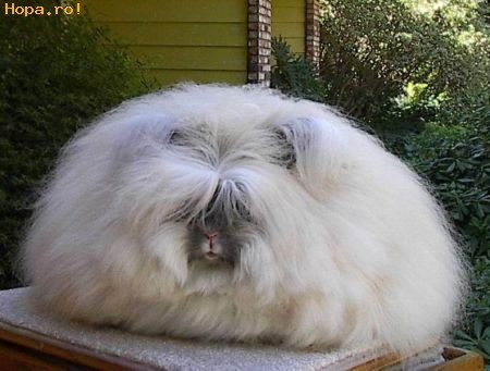 Sa nu ma confundati cu o perna! - Animale haioase partea 1
