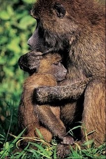 Asa mama asa pui - Animale haioase partea 1