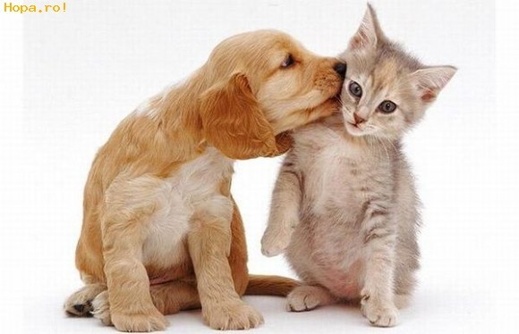 Catelusi + pisicuta=love - Animale haioase partea 1