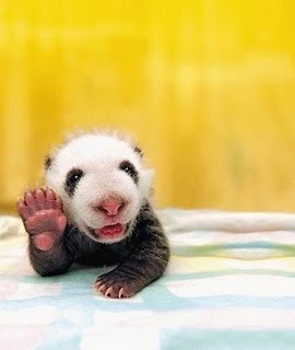 Salut!Ce faceti? - Animale haioase partea 1