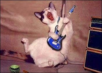 Hai la rock! - Animale haioase partea 1
