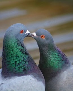 Suntem porumbei! - Animale haioase partea 1