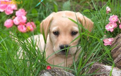 Salut!Ce faceti? - Animale haioase partea 1