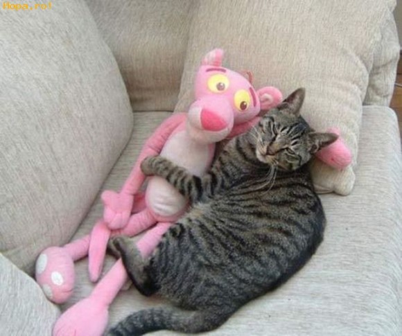 Eu o ador pe Pantera Roz!Ea ma iubeste? - Animale haioase partea 1