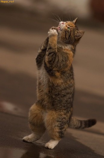 Pisica care face rugaciunea