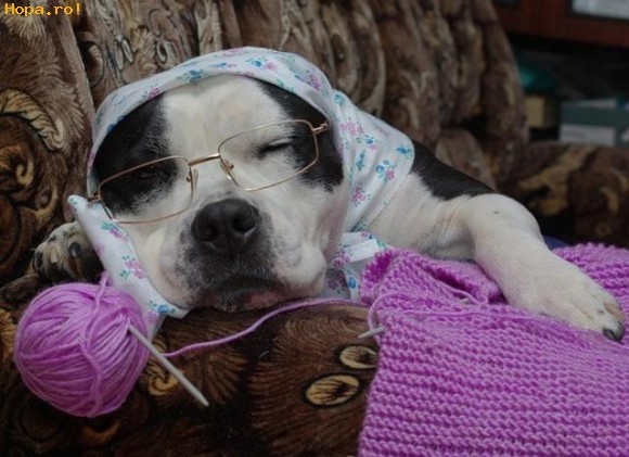 Eu sunt o babuta!Tu ce esti? - Animale haioase partea 1