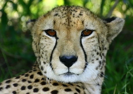 ghepard[1] - gheparzi