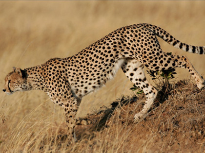 ghepard-wildlife-photo-org[1] - gheparzi