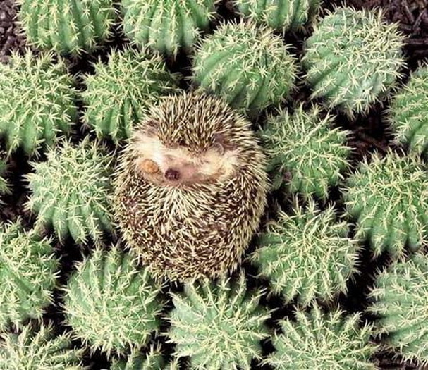 Iti poti da seama ca nu sunt cactus?Daca da,atunci iti zic bravo!!! - Animale Haioase partea a 2-a