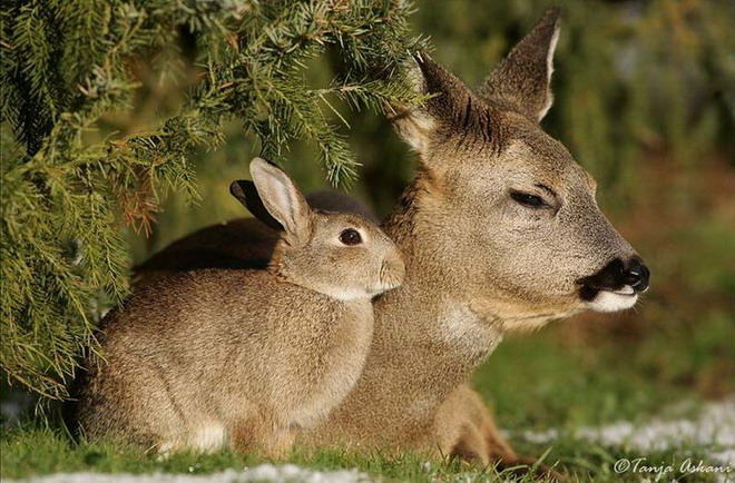 Va place de sotia mea?Vom avea un capruier. - Animale Haioase partea a 2-a