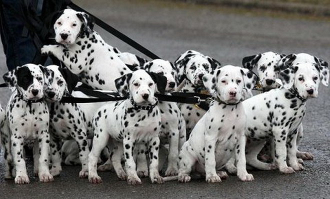 Noi suntem cei 101 dalmatieni!