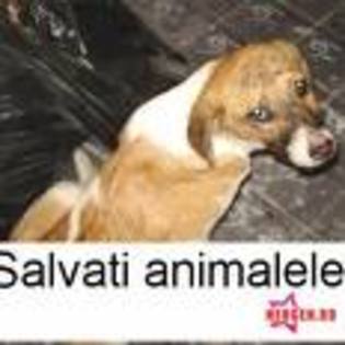 salvati acest animal!