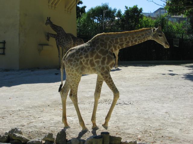 15_IMG_1236_girafe[1] - girafe