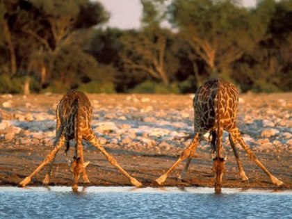 girafa-1152x864[1] - girafe