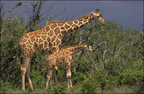 girafe[1]