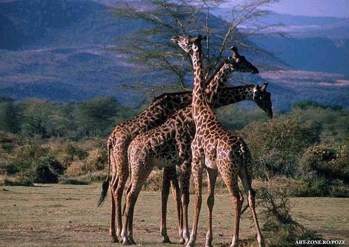 giraffes[1]