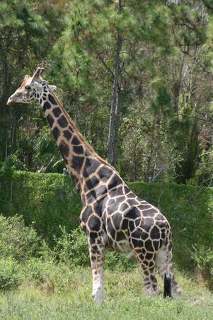 image-2009-10-19-6314786-56-girafe-libere-10-oct-2009[1] - girafe