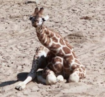 poze-haioase-animale-girafa-plaja-20080814[1] - girafe