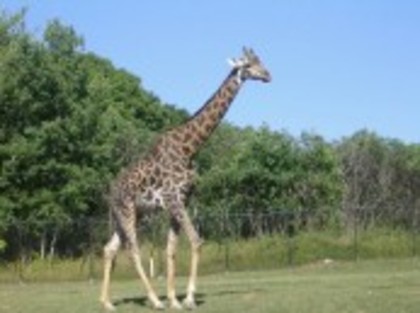 2KNNQY6UO6EWT0QH4F7C3HE3Y[1] - girafe