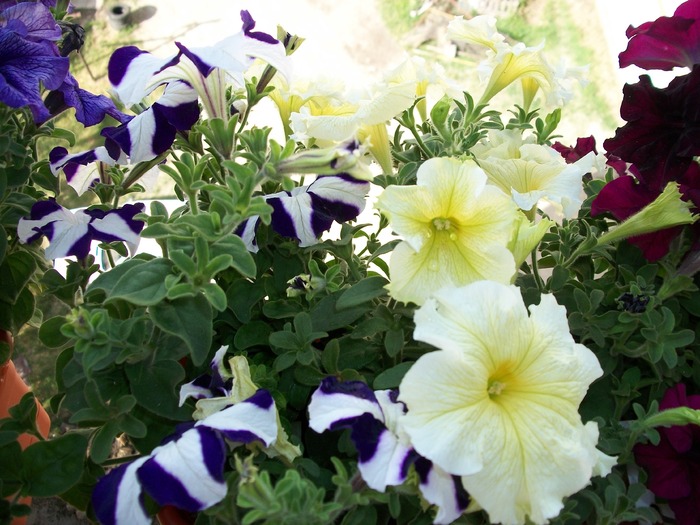 flori si fructe 104; petunii de la geam
