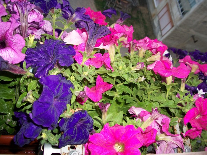 flori si fructe 133; petunii
