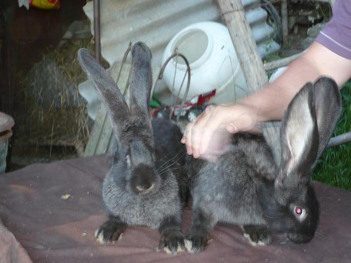 femela grifier de trei luni - iepuri germani pui 2010 viitori campion ai mei