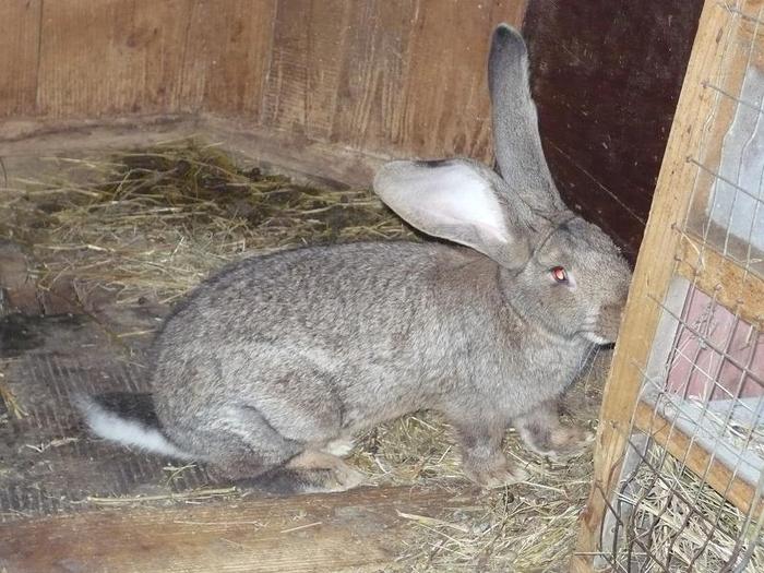 mascul de 4luni de4,7kg