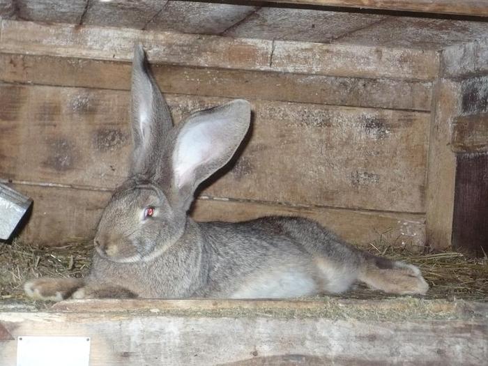 femela de 4 luni la 4.5kg - iepuri germani pui 2010 viitori campion ai mei