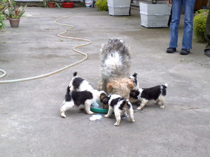 01062010079; Foxeritza MICA are si ea copilasi. Cinci la prima fatare...
