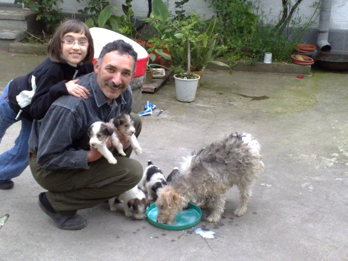 01062010082; Care mai cumparaaaaa? Foxterieri nebunatici de vanzareeee! Aloooooo! Domnii mistretzi, pazea ca vine
