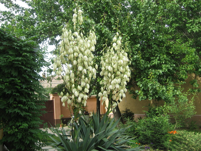 IMG_0052 - yucca de gradina