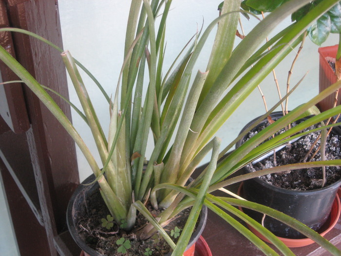 billbergia