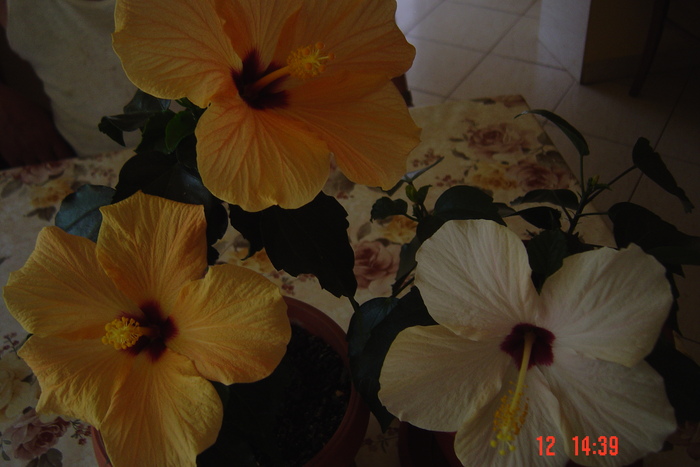 poze noi 351 - 09-2012-HIBISCUS