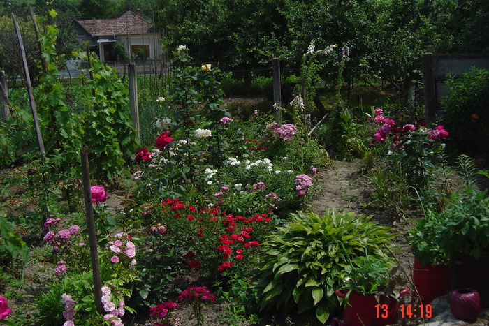 poze noi 362 - rondourile mele cu flori