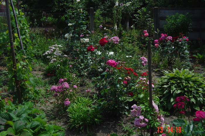 poze noi 363 - rondourile mele cu flori