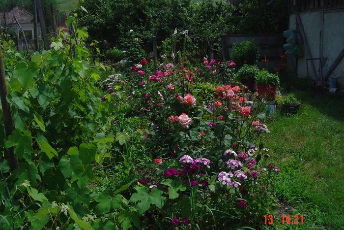 poze noi 367 - rondourile mele cu flori